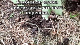 ВРЕДИТЕЛИ ПО ЯГОДИТЕ