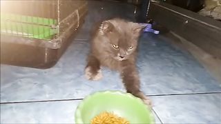 my cat is gray