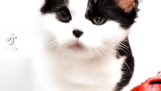 Cute cat sinimatic 2