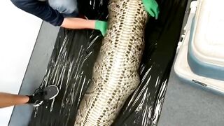 foot alligator found in the body of an 18-foot Burmese python