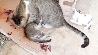 Mama cat is eating the meal while nursing her kittens