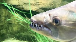 Fish toothy like a crocodile