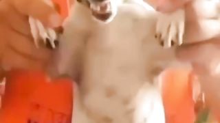 Compilation funny video animals????