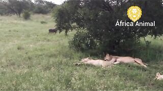 AFRICA ANIMAL.vIDEO 2023.