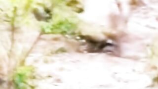 Africa animails (@africaanimals1). 2