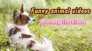 Funny animals videos compilation