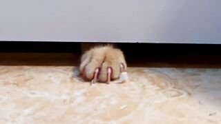 FUNNY ANIMALS VIDEOS COMPILATION Of 2023 V 16