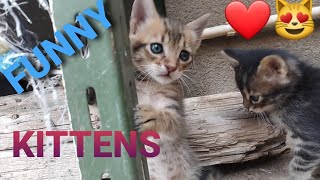 ????Funny Cats Compilation????Funny Animal Videos ???? 2023