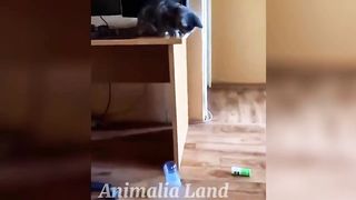cute Baby animals videos compilation / cute moment of the animals / funniest animals