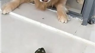 Funny dog cared with frog watch till the end