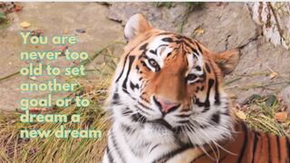 Motivation famous quotes about success,