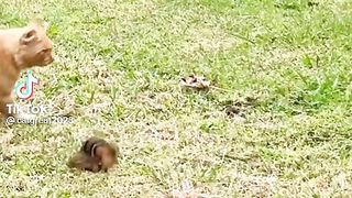 Cat and squirrel funny video #trending #viral #funny #cat #squirrel #funnyvideo