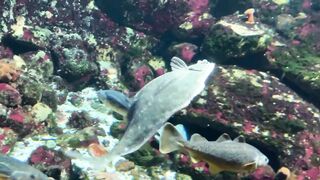 Flounder at the bottom of the pond