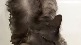 Cat to shower