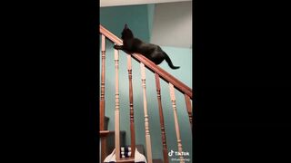 Cats being... CATS ~ Try Not to Laugh ~ TIK TOK ~ Funny Cats Compilation (TikTok) 2