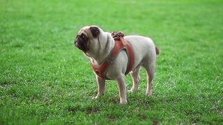 Bulldog 2