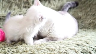 Cat and kitten