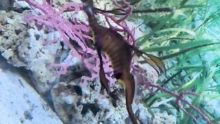 cutie seahorse
