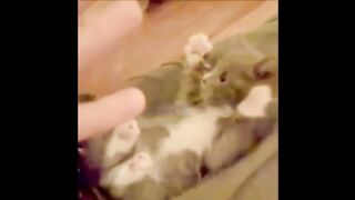 FUNNY VIDEOS: Funny Cats - Funny Animals - Funny Moments - Funny Cat Vines 2