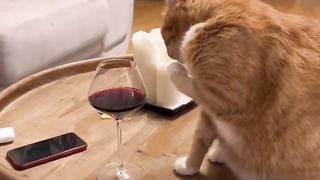 Cat And Wine