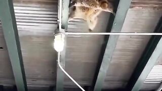 Mission : Impossible