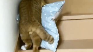Is My Pillow