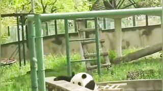 Panda Life