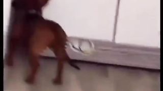Funny Dog 9