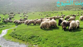 قصة وقصيدة عبدالله بن عبار بنت الشيوخ