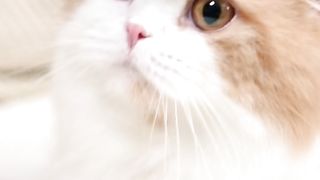Butiful cat