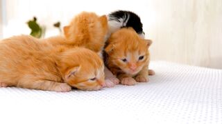 Kitten video