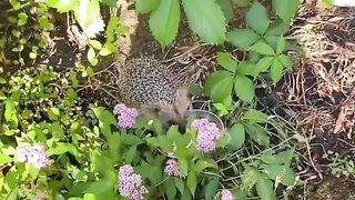 Funny Animal 5