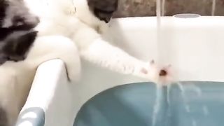 Cat and water