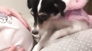 Lovely Dog