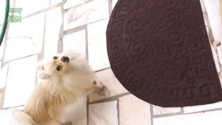 Funny Dogs Barking and Howling Compilation | 15 Minutes