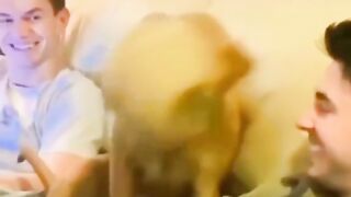 Funny animals 52