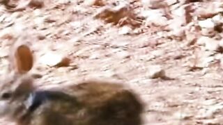 Africa animal.New video.2023.Africa animails (@africaanimals1)_4. 3