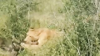 Africa animal.New video.2023.Africa animails (@africaanimals1)_4. 7