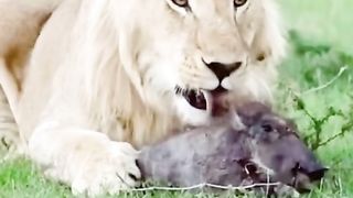 Africa animal.New video.2023.Africa animails (@africaanimals1)_4. 6