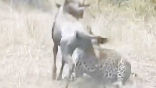 Africa animal.New video.2023.Africa animails (@africaanimals1)_4. 8