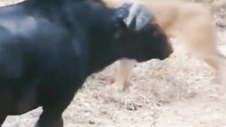 Africa animal.New video.2023.Africa animails (@africaanimals1)_4. 10