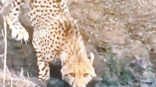 Africa animal.New video.2023.Africa animails (@africaanimals1)_4. 13