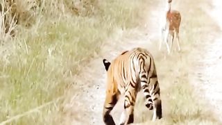 Africa animal.New video.2023.Africa animails (@africaanimals1)_4. 11