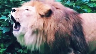 Africa animal.New video.2023.Africa animails (@africaanimals1)_4. 12