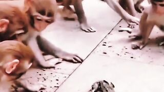 Africa animal.New video.2023.Africa animails (@africaanimals1)_4. 16