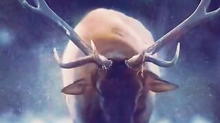 Africa animal.New video.2023.Africa animails (@africaanimals1)_4. 14