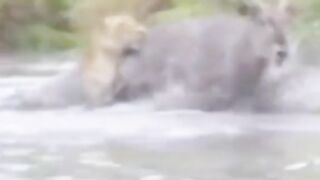 Africa animal.New video.2023.Africa animails (@africaanimals1)_4. 18