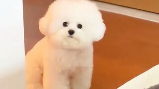 Cute dog funny