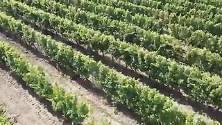 How American Farmers Produce 5,9 Million Tons Of Grapes Every Year - Grape Harvesting_3.