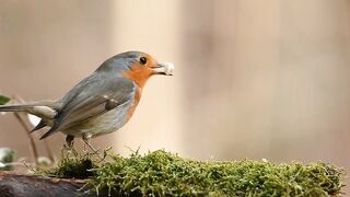 birds looking for food